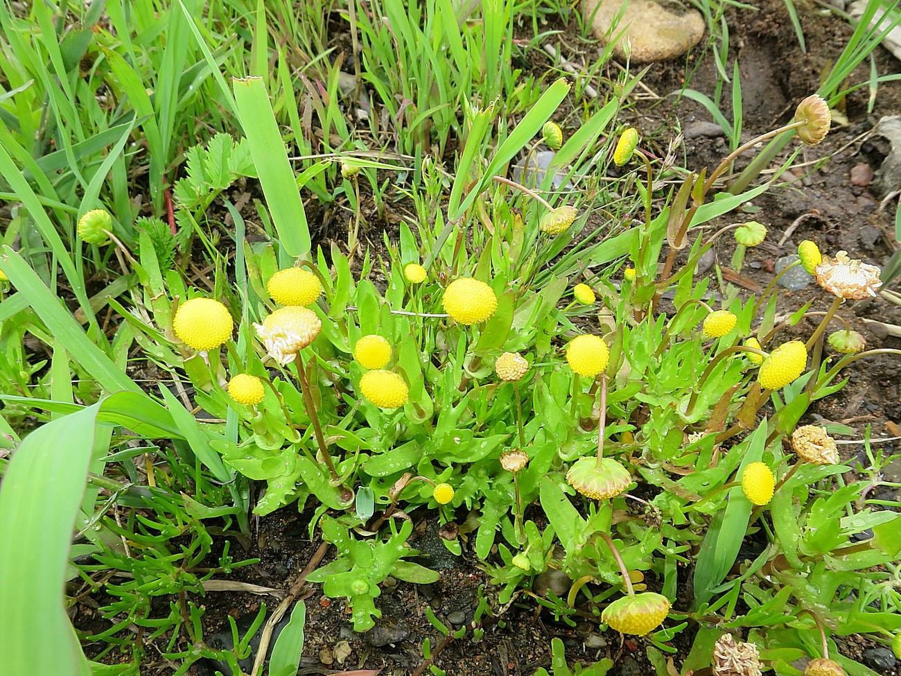 Image of Cotula coronopifolia specimen.