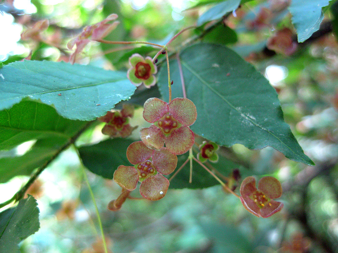 Изображение особи Euonymus verrucosus.