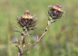 Carlina fennica