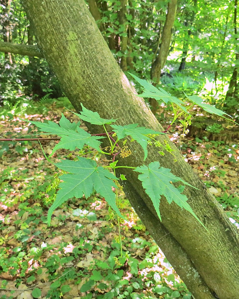 Image of Acer micranthum specimen.