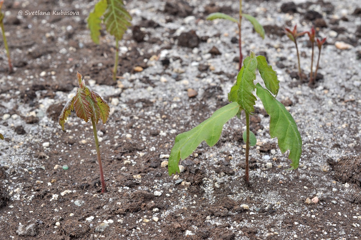 Image of Quercus mongolica specimen.