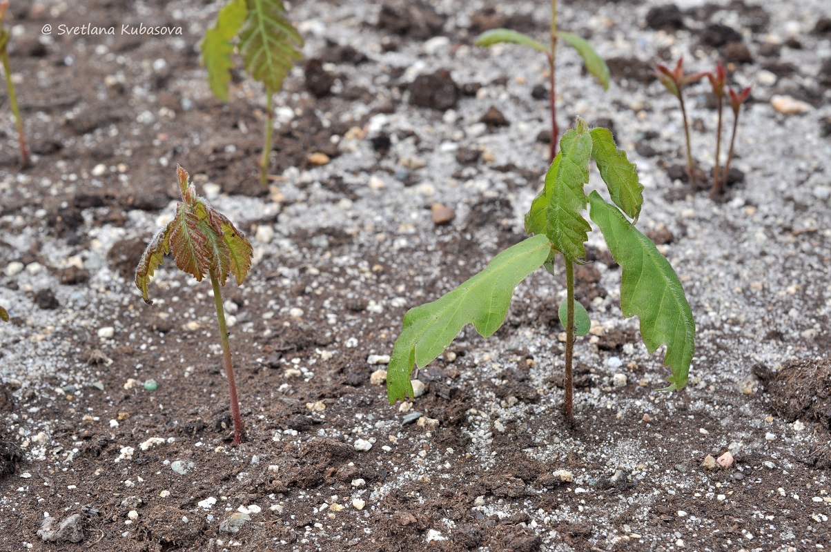 Изображение особи Quercus mongolica.