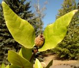 Calycanthus floridus. Зрелый плод, из которого высыпались семена, и верхние листья побега. Украина, г. Кривой Рог, Криворожский ботанический сад НАН Украины, дендрарий. 27.08.2018.