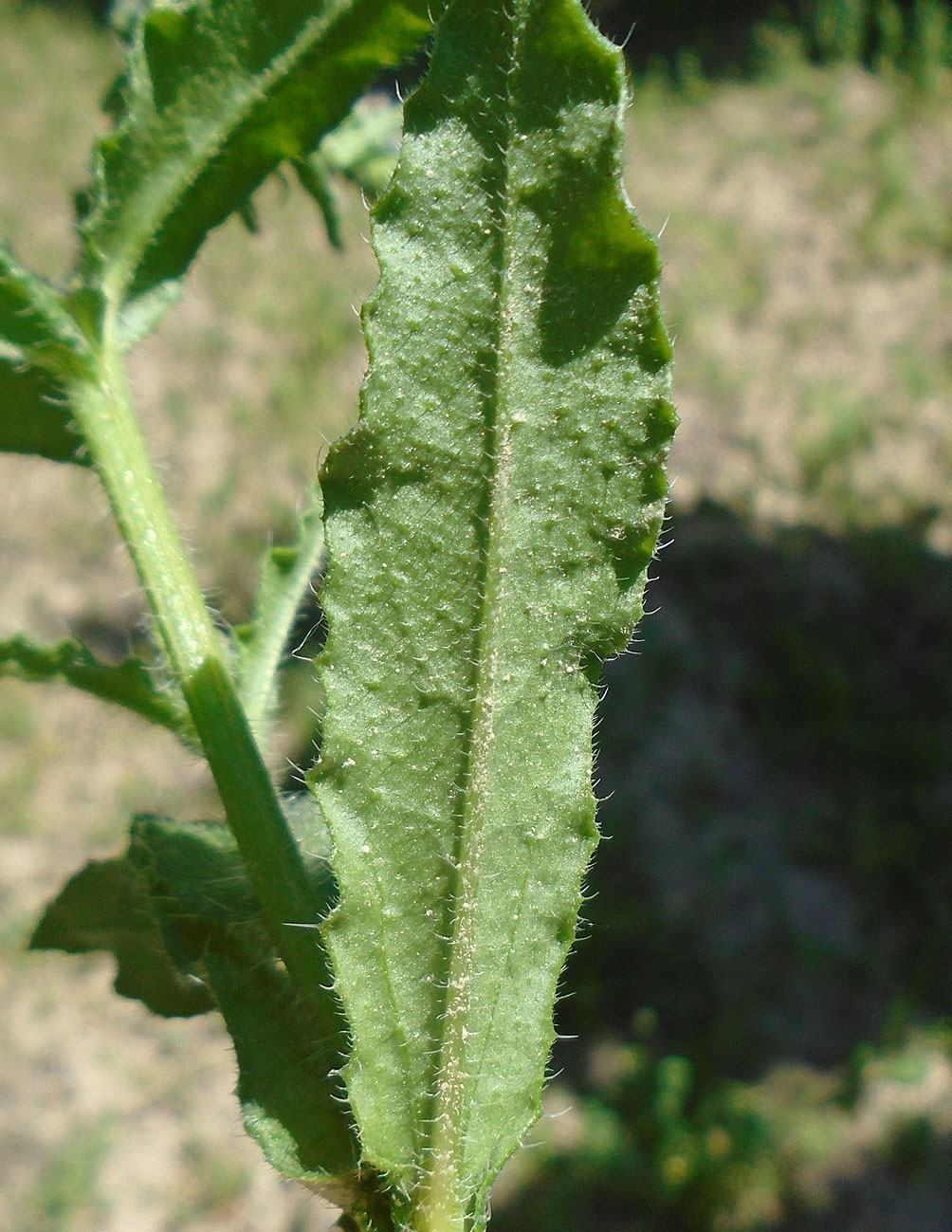 Image of Lycopsis orientalis specimen.