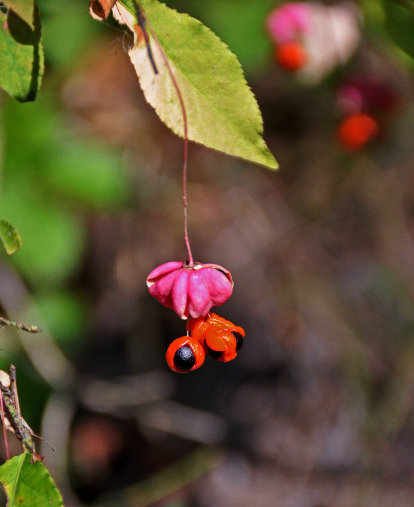 Image of Euonymus verrucosus specimen.