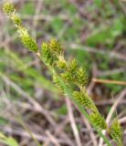 Carex canescens. Верхушки побегов с соплодиями. Окрестности Архангельска, около дороги. 7 июня 2010 г.