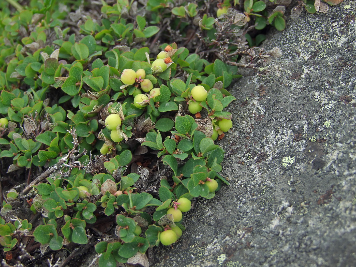 Изображение особи Vaccinium vulcanorum.