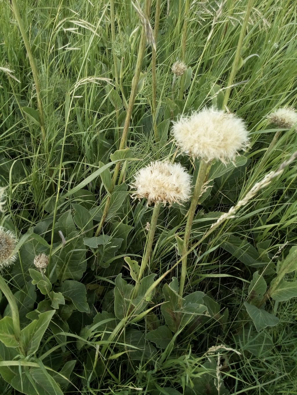 Изображение особи Stemmacantha serratuloides.