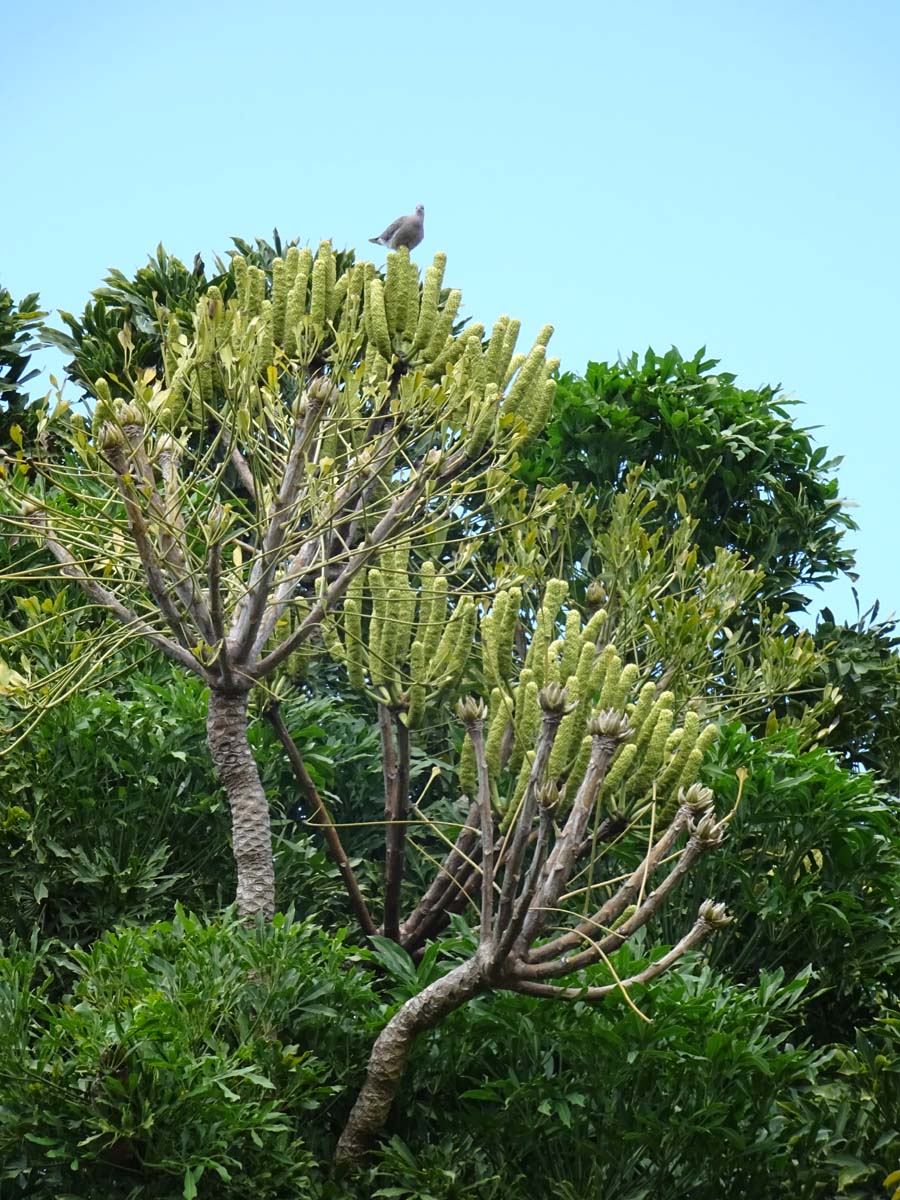 Image of Cussonia sphaerocephala specimen.