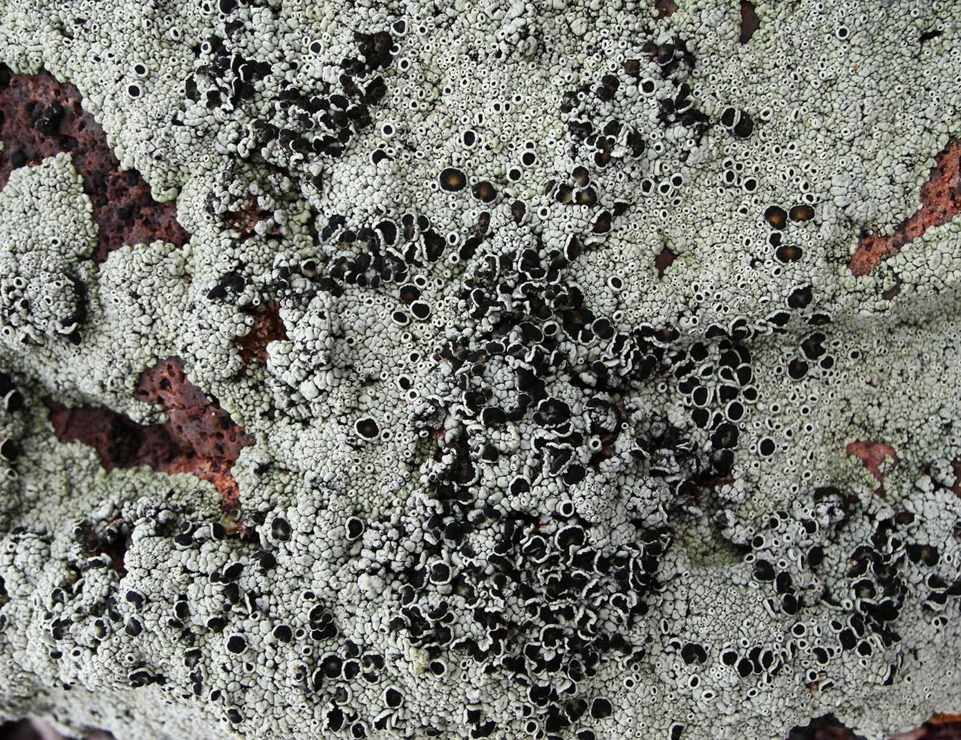 Image of Lecanora argopholis specimen.