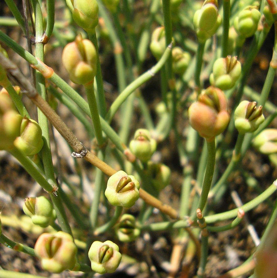 Image of Ephedra distachya specimen.