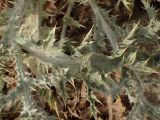 Onopordum caulescens