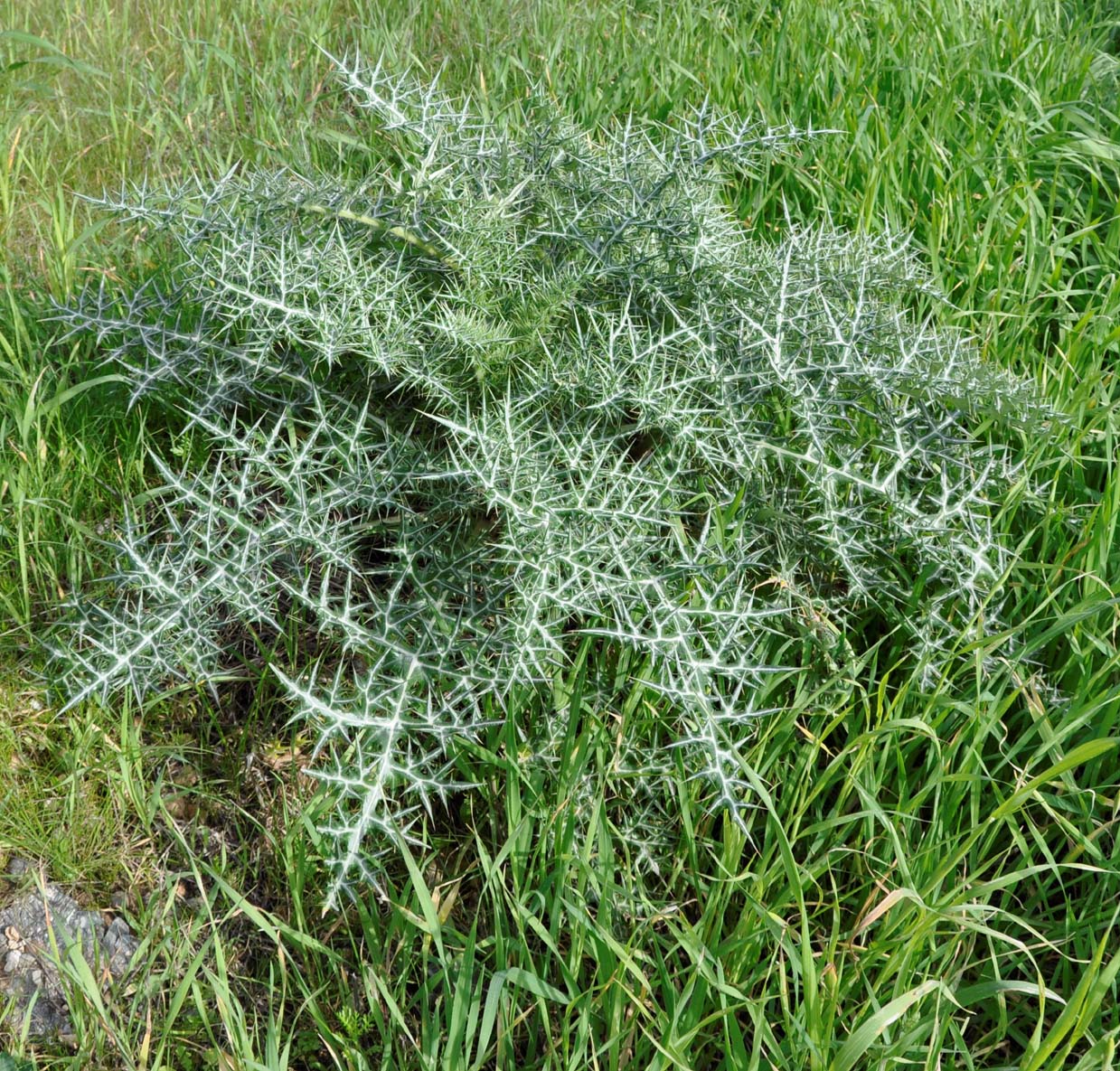 Изображение особи Echinops spinosissimus.