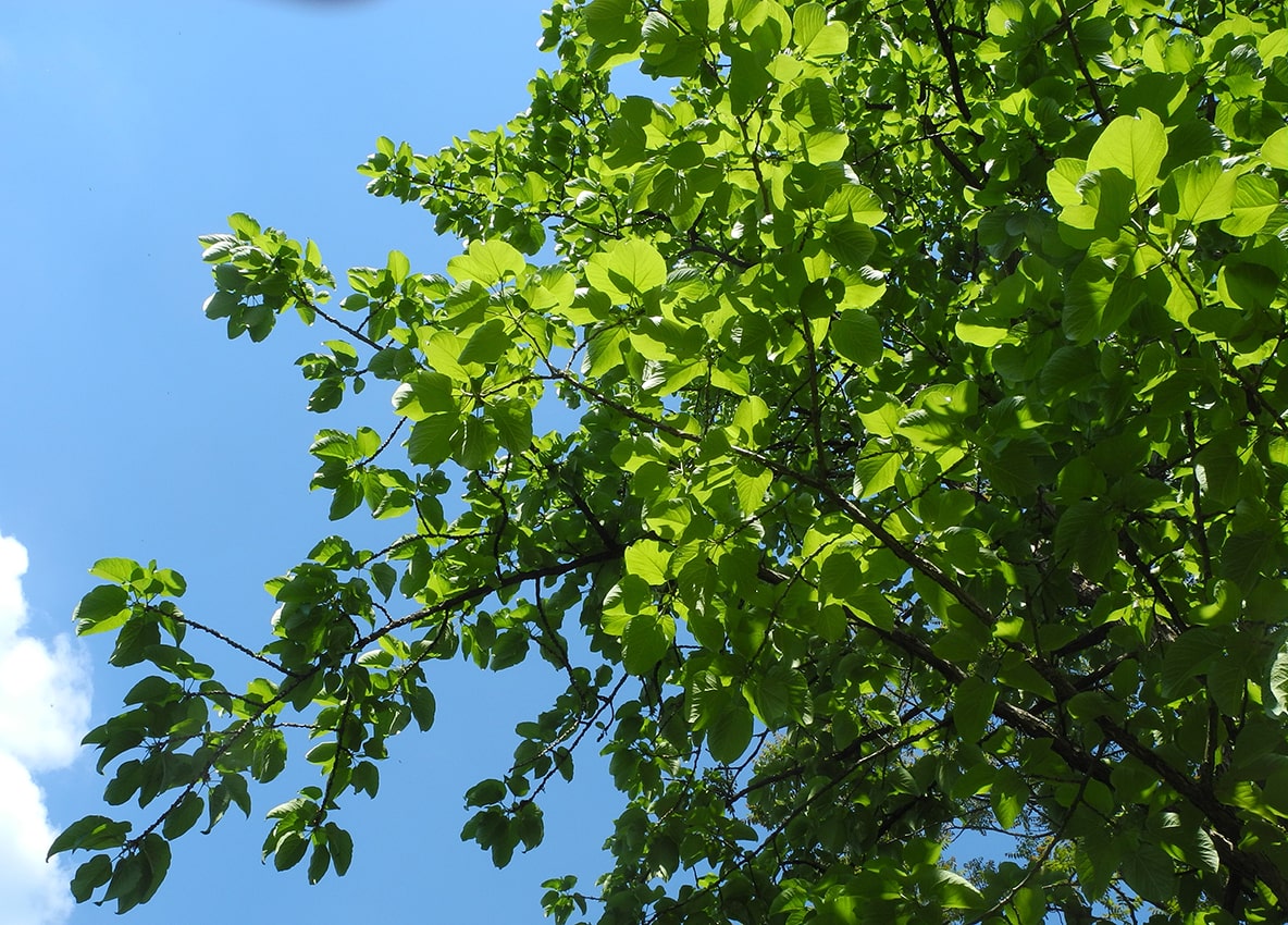 Image of Populus lasiocarpa specimen.