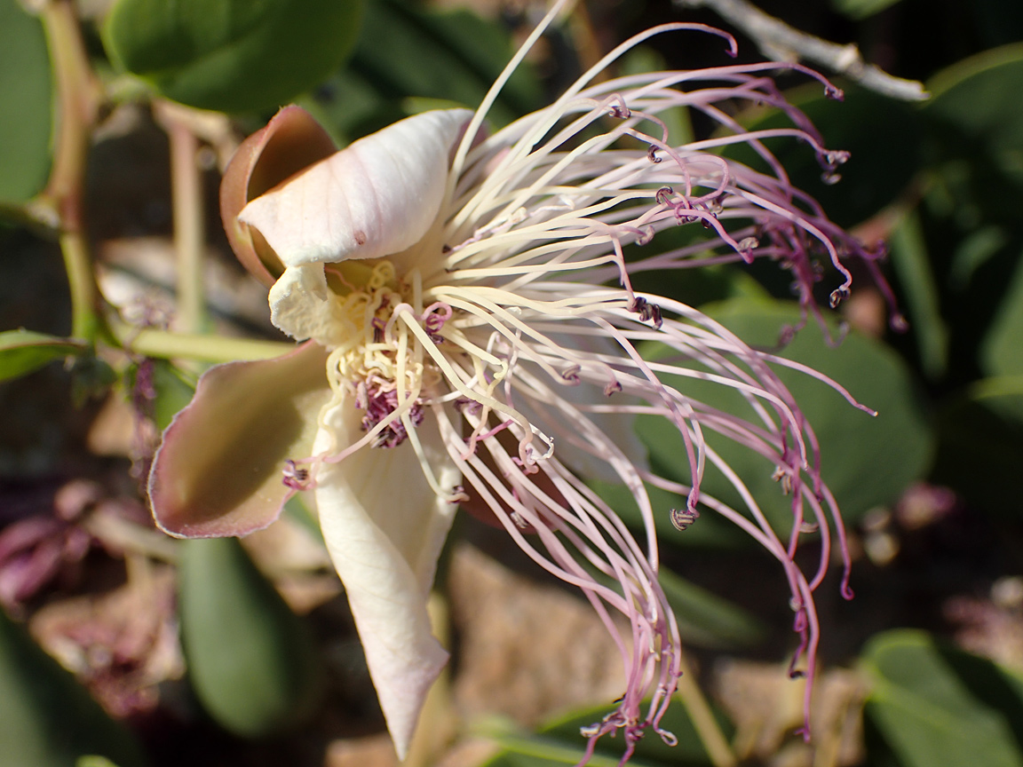 Image of Capparis orientalis specimen.