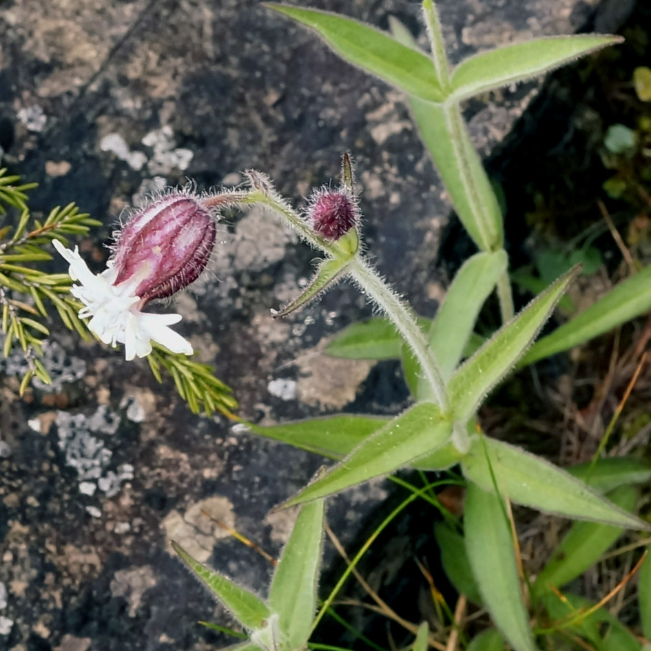 Image of Gastrolychnis saxatilis specimen.