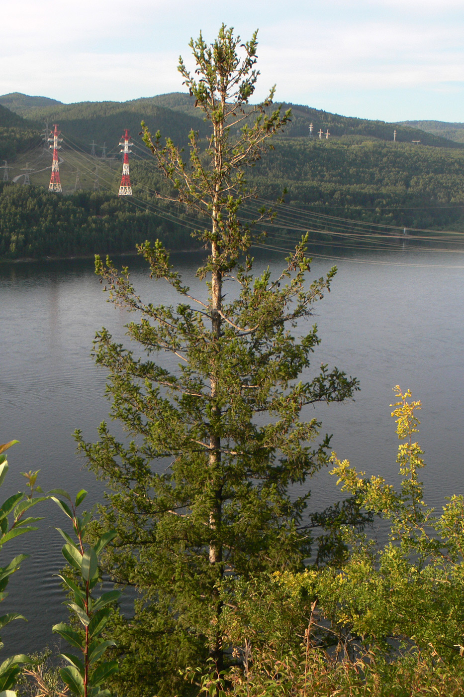 Изображение особи Picea obovata.