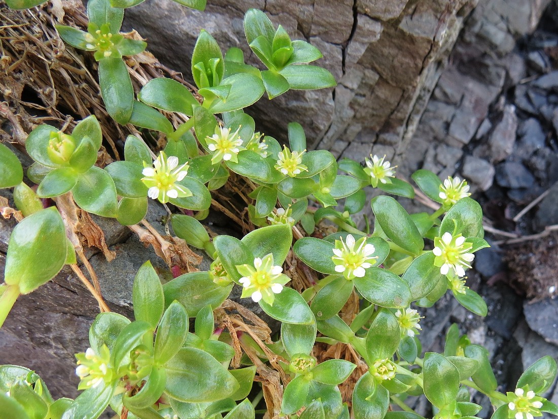 Image of Honckenya peploides ssp. major specimen.