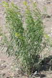 Euphorbia uralensis