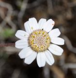 Anthemis tricolor. Соцветие. Республика Кипр, Троодос (Τρόοδος), 550 м н.у.м., на скале. 14.04.2019.