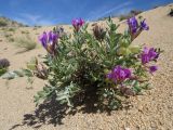 Oxytropis tragacanthoides. Цветущее и плодоносящее растение на склоне песчаного оврага. Республика Тыва, Эрзинский р-н, низовье р. Нарын. 23.07.2018.