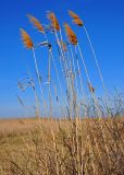 Phragmites australis