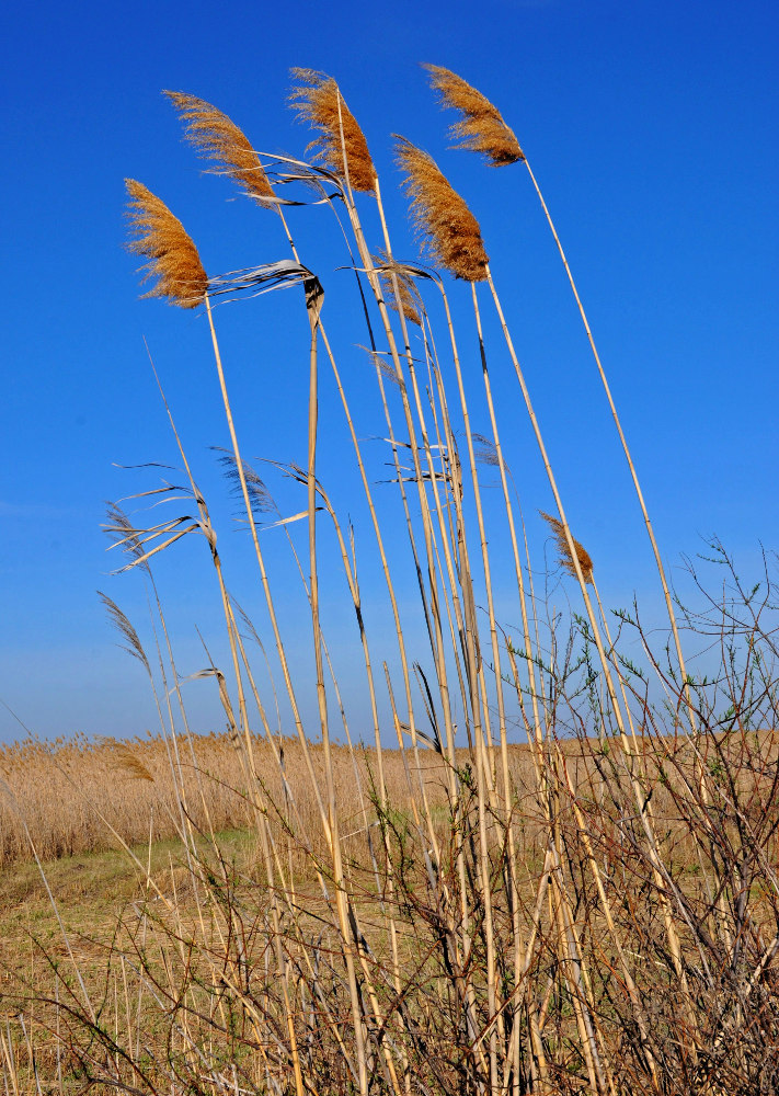 Изображение особи Phragmites australis.