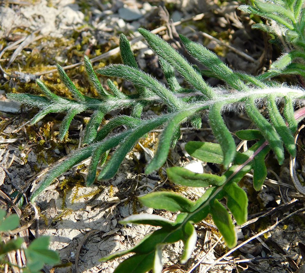 Image of Jurinea blanda specimen.