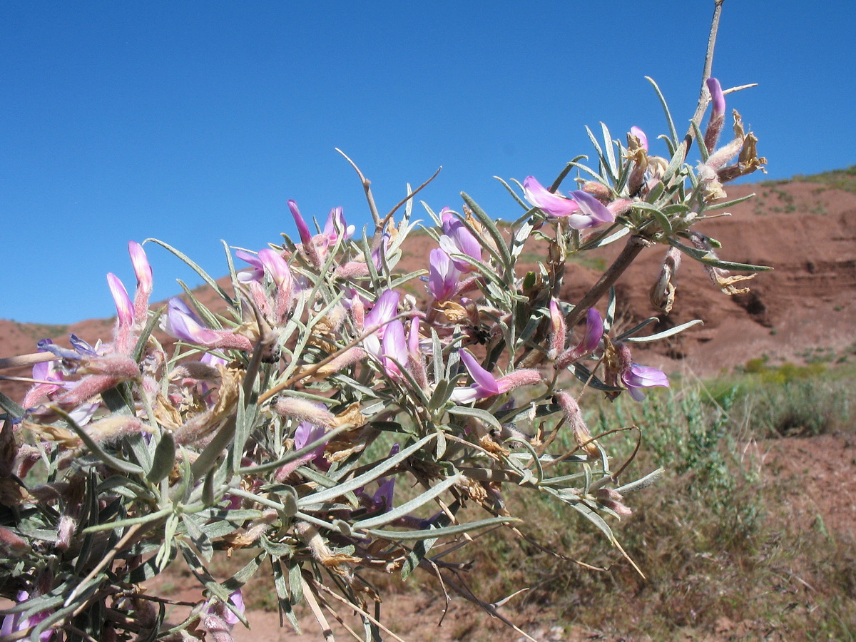 Изображение особи Astragalus ammodendron.