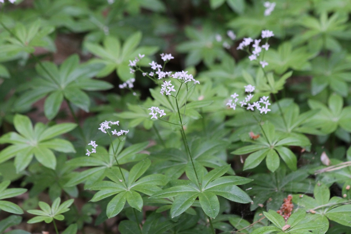 Image of Galium odoratum specimen.