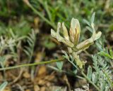 Astragalus neokarelinianus. Соцветие. Челябинская обл., Кизильский р-н, Богдановское сельское поселение, пос. Грязнушинский, долина р. Урал, каменистая закустаренная степь. 13 июня 2019 г.