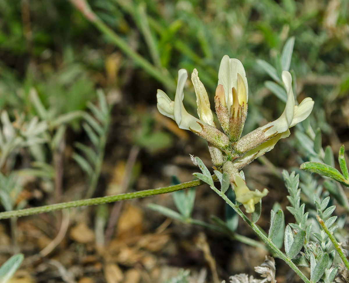 Изображение особи Astragalus neokarelinianus.