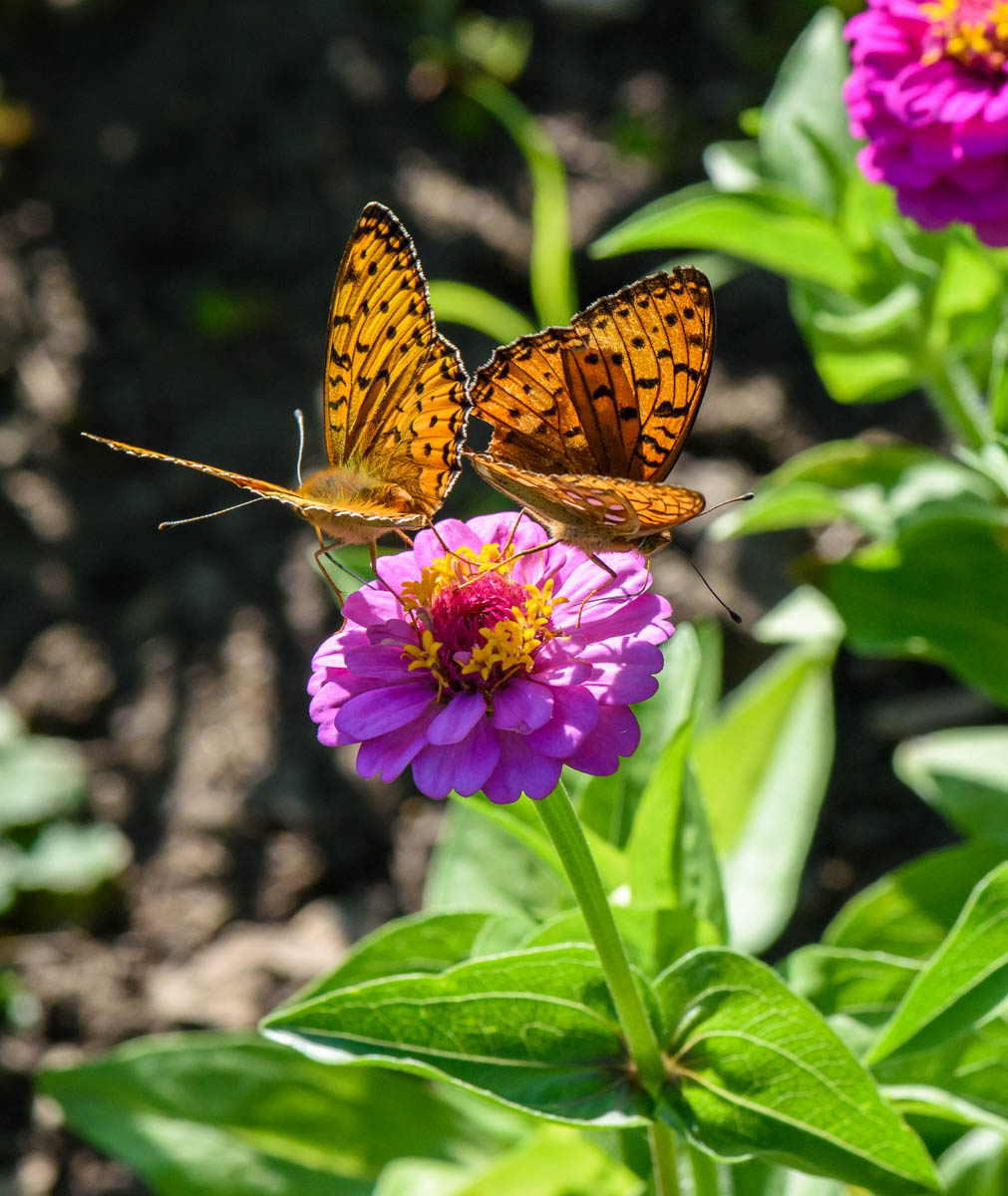 Изображение особи Zinnia elegans.