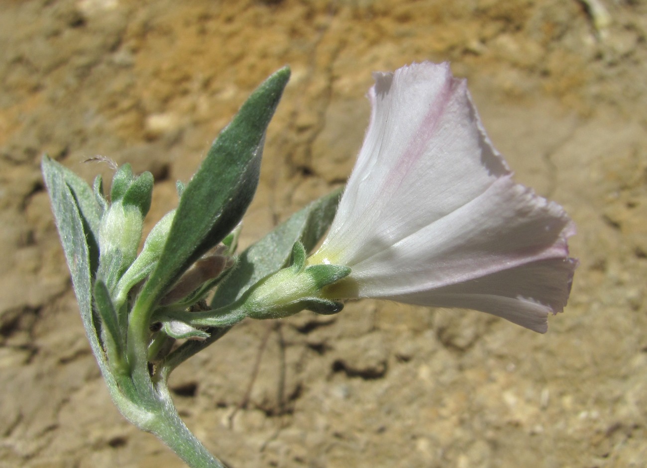 Изображение особи Convolvulus lineatus.