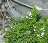 Asperula cretacea