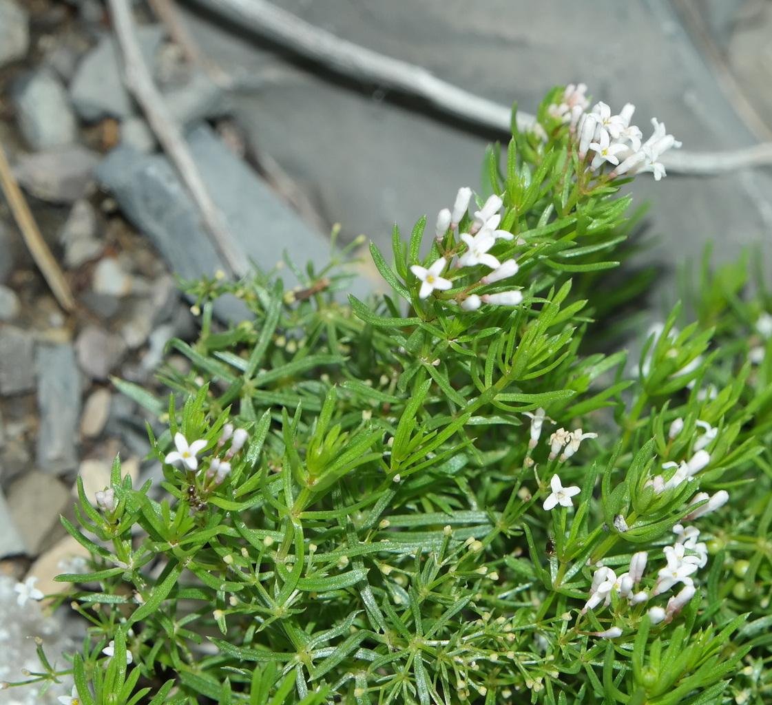 Изображение особи Asperula cretacea.