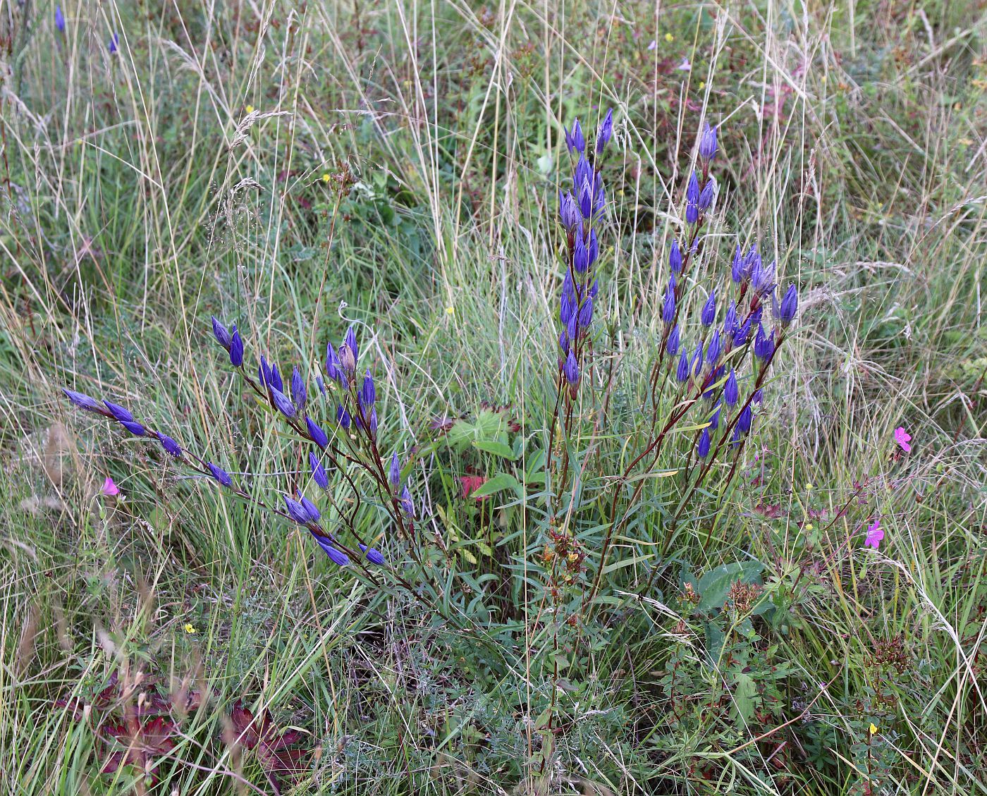 Image of Gentiana pneumonanthe specimen.