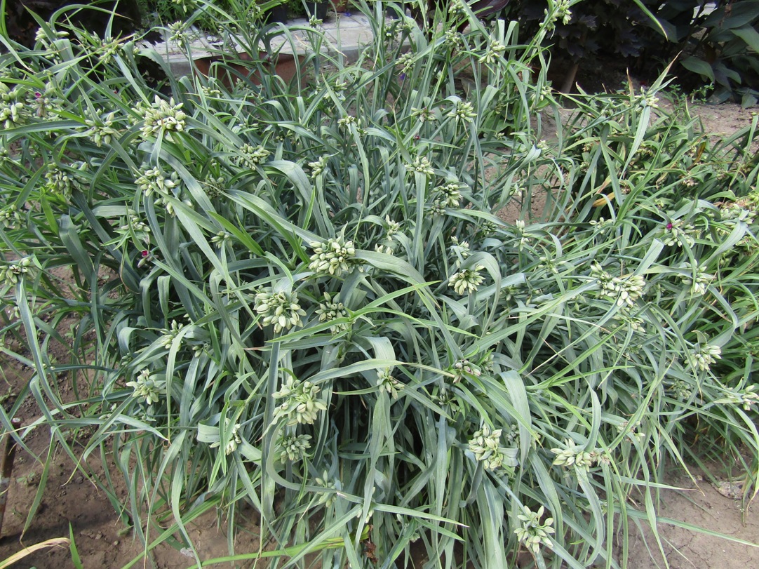 Image of Tradescantia virginiana specimen.