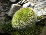 genus Grimmia