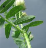 Astragalus cicer