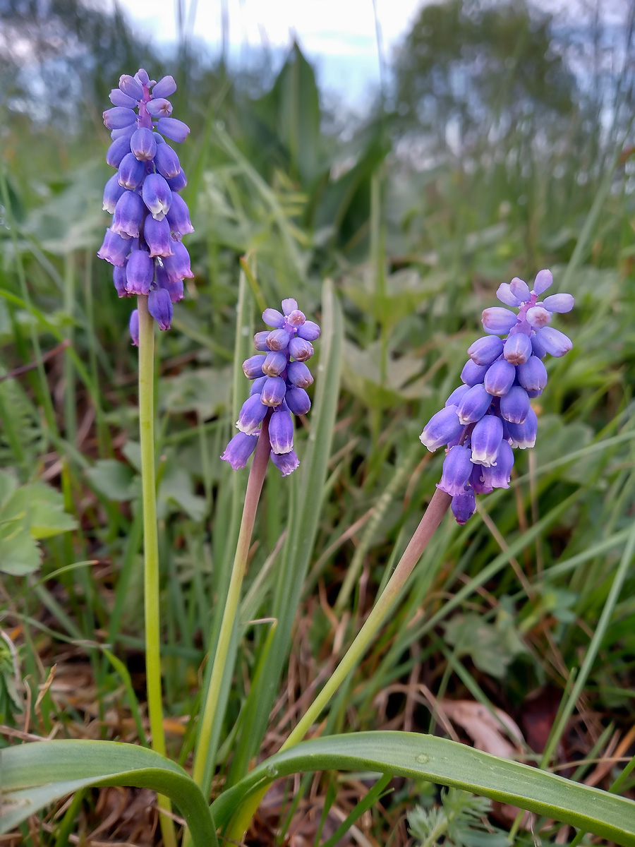 Изображение особи Pseudomuscari coeruleum.