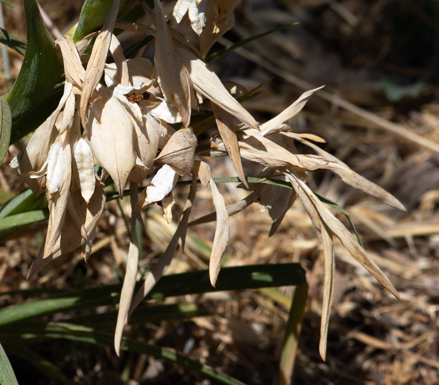 Image of Ferraria crispa specimen.
