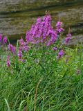 Lythrum salicaria. Верхушка цветущего растения. Челябинская обл., Сосновский р-н, долина р. Миасс, окр. с. Кайгородово, у воды. 08.08.2019.