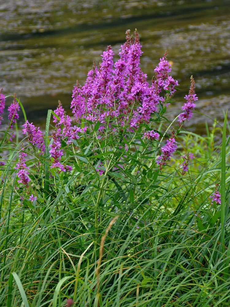 Image of Lythrum salicaria specimen.