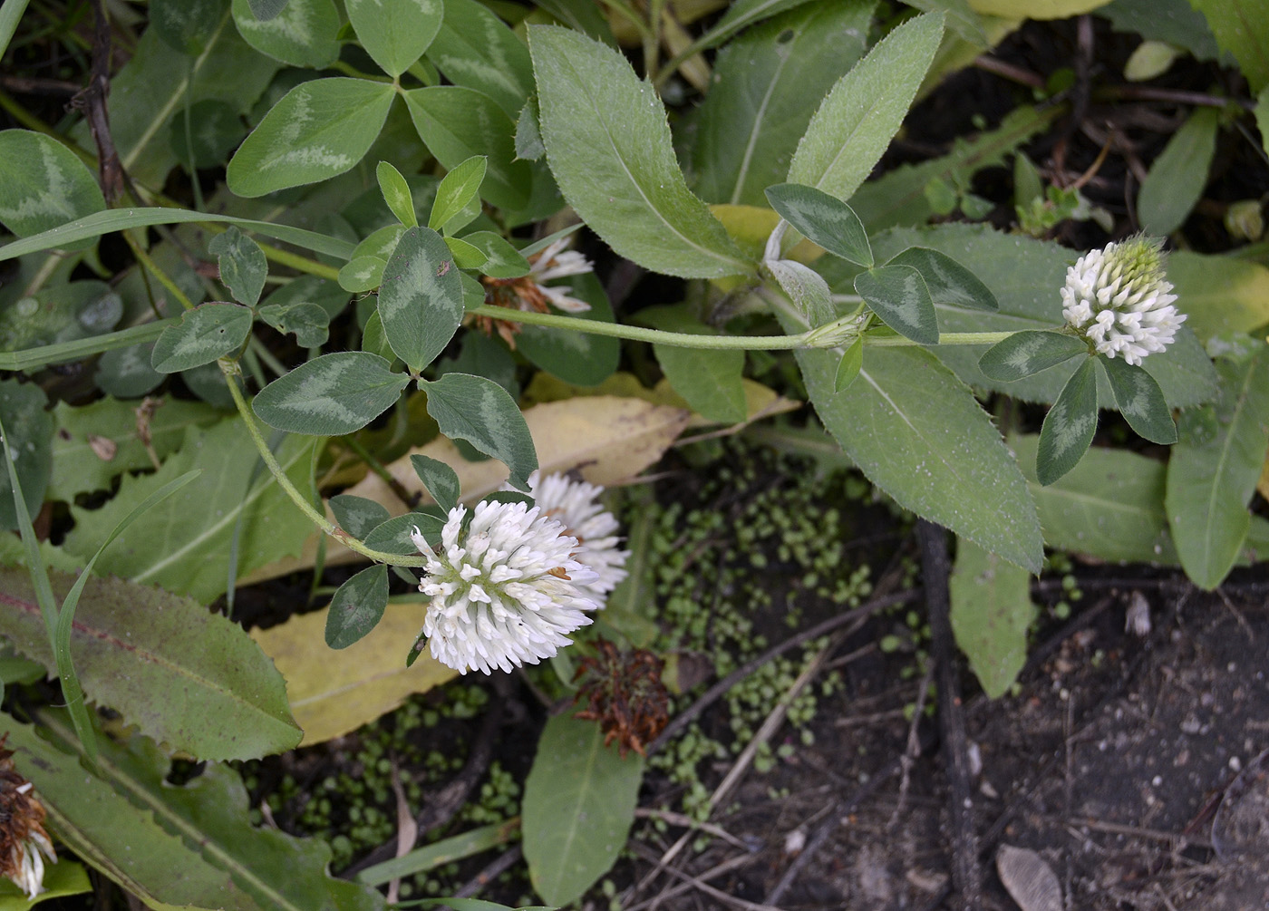 Изображение особи Trifolium pratense.