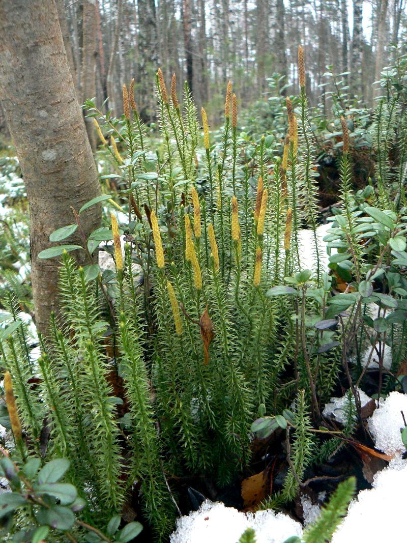 Изображение особи Lycopodium annotinum.