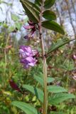 Vicia sepium