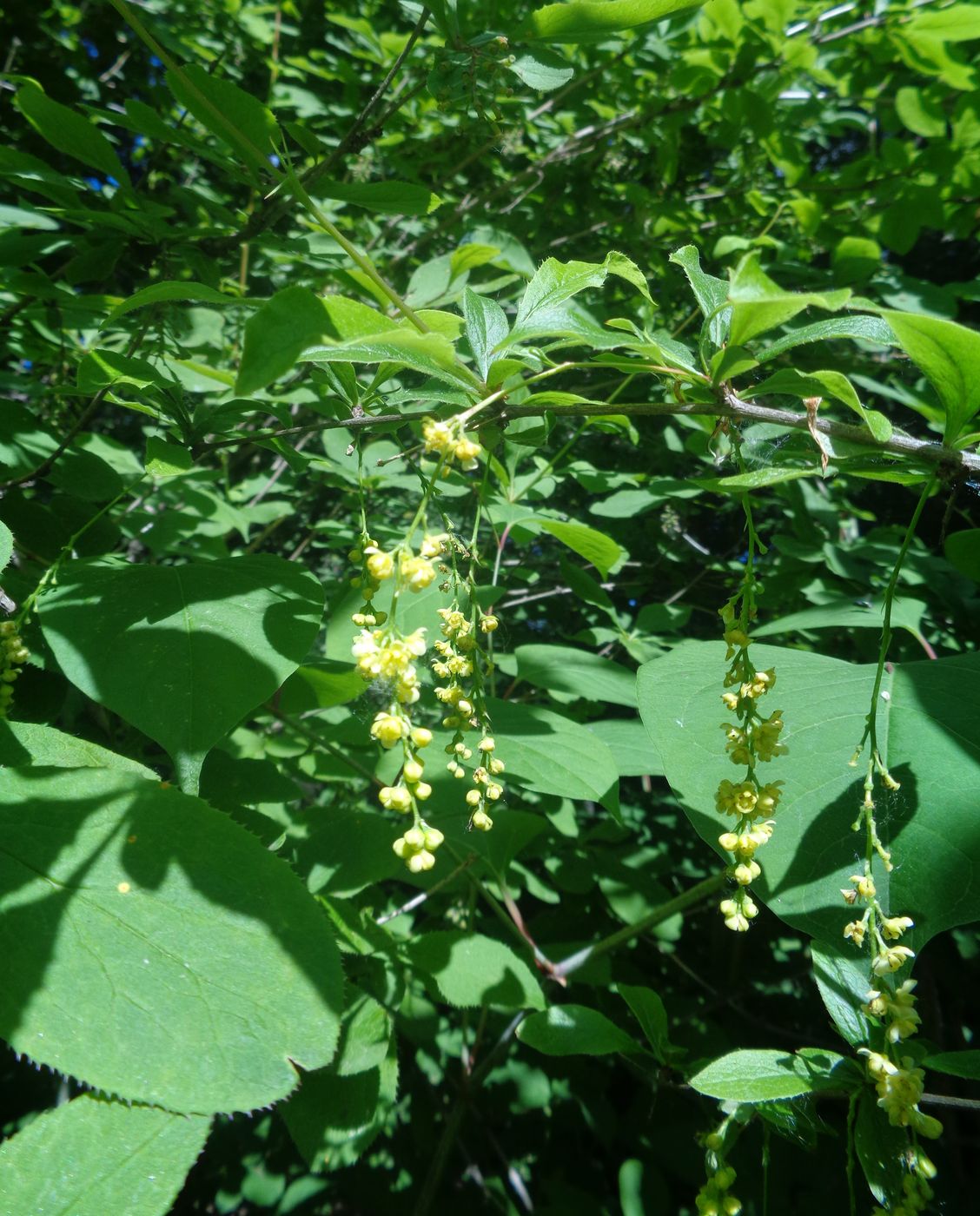 Image of Berberis brachypoda specimen.