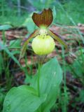 Cypripedium calceolus. Верхушка цветущего растения. Казахстан, Южный Алтай, долина р. Бухтарма ниже слияния с р. Берель, к сев. от с. Урыль, смешанный пойменный лес по левому берегу. 23 июня 2019 г.