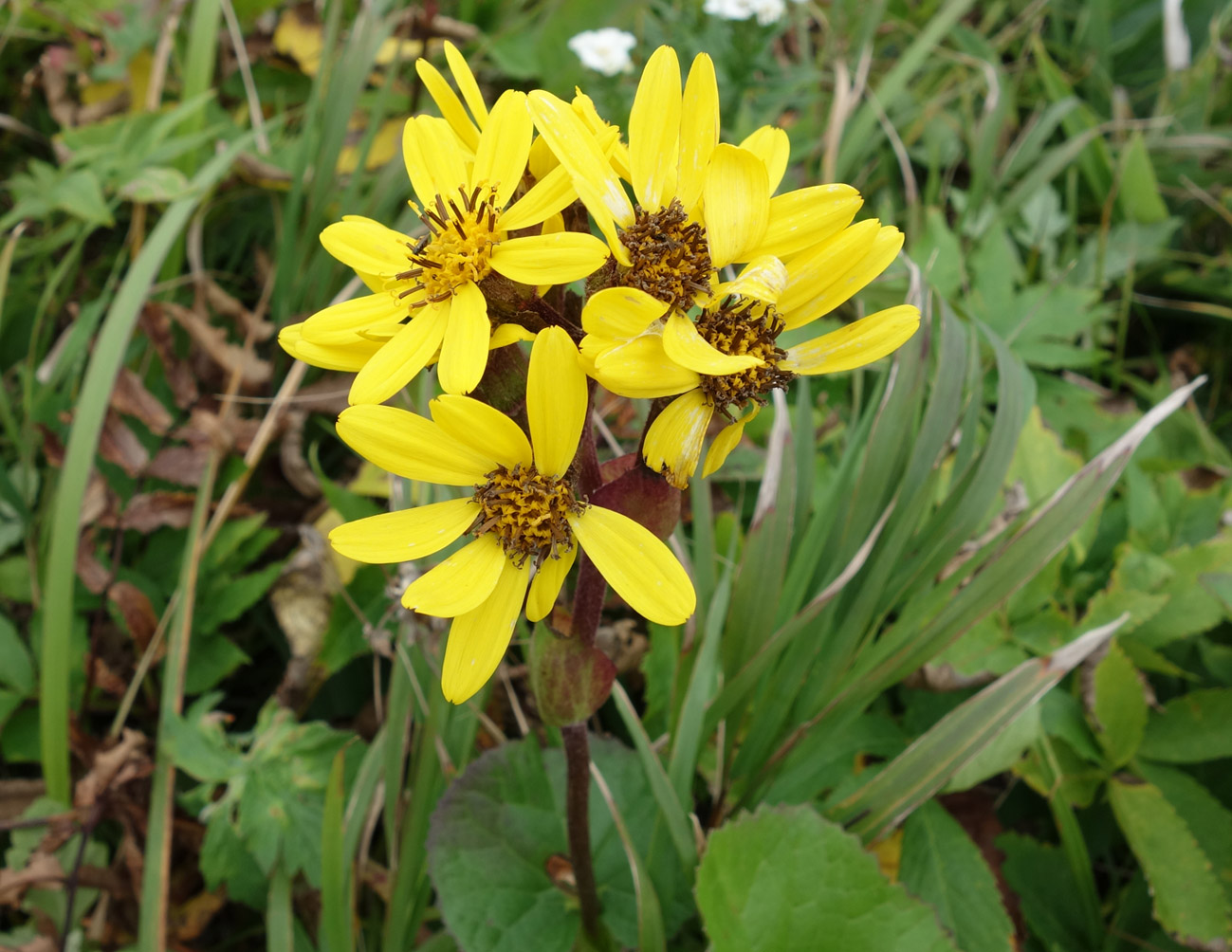 Изображение особи Ligularia hodgsonii.